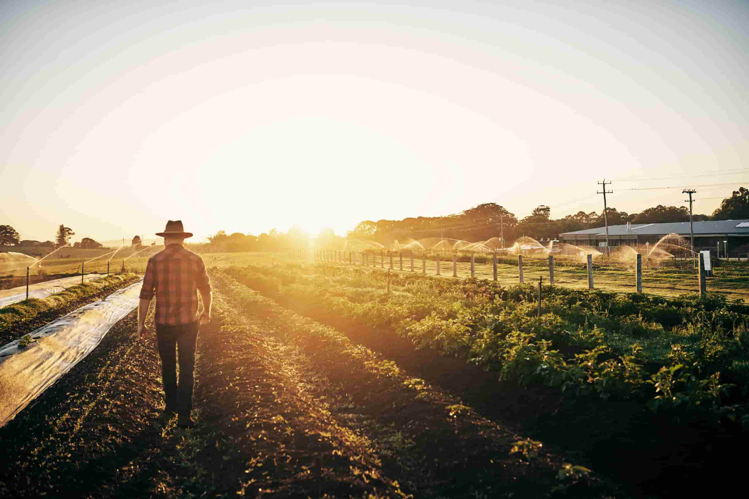 Farmer Looking at Field